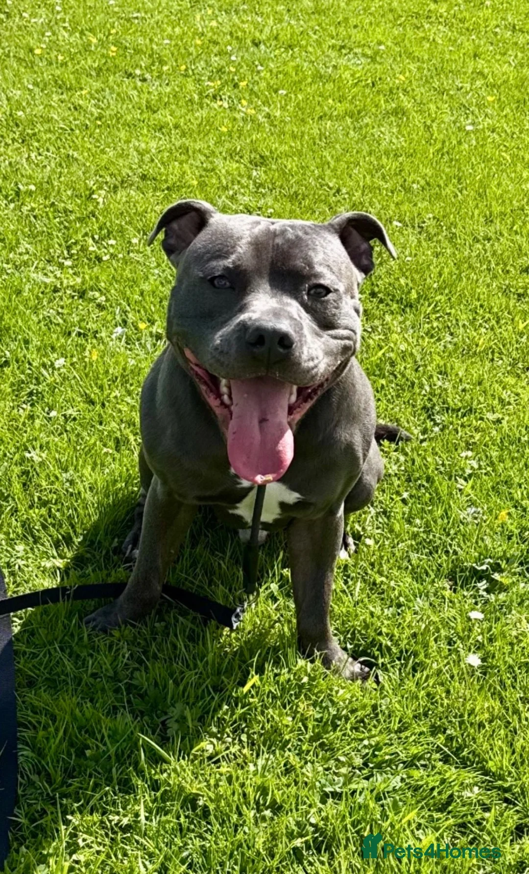 Staffordshire Bull Terrier dogs for stud: Blue Staffordshire Bull Terrier Champ - Advert 1