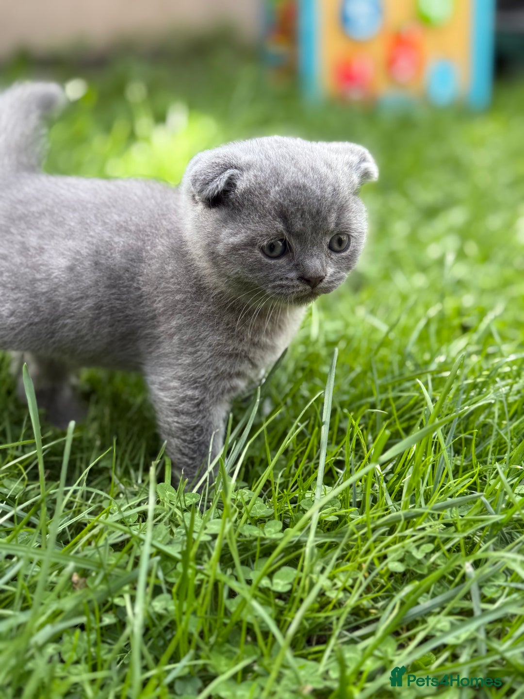 Scottish Fold cats for sale: Lovely Scottish fold kitties🥰 - Image 10