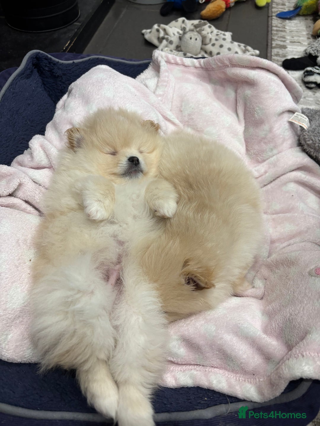 Pomeranian dogs for sale:  Pomeranians pups ready to go on 31st dec  - Advert 24