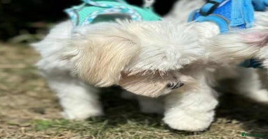Maltese dogs - Advert 12