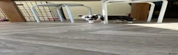 Mixed Breed dogs for sale: Boston terrier cross puppies - Advert 9