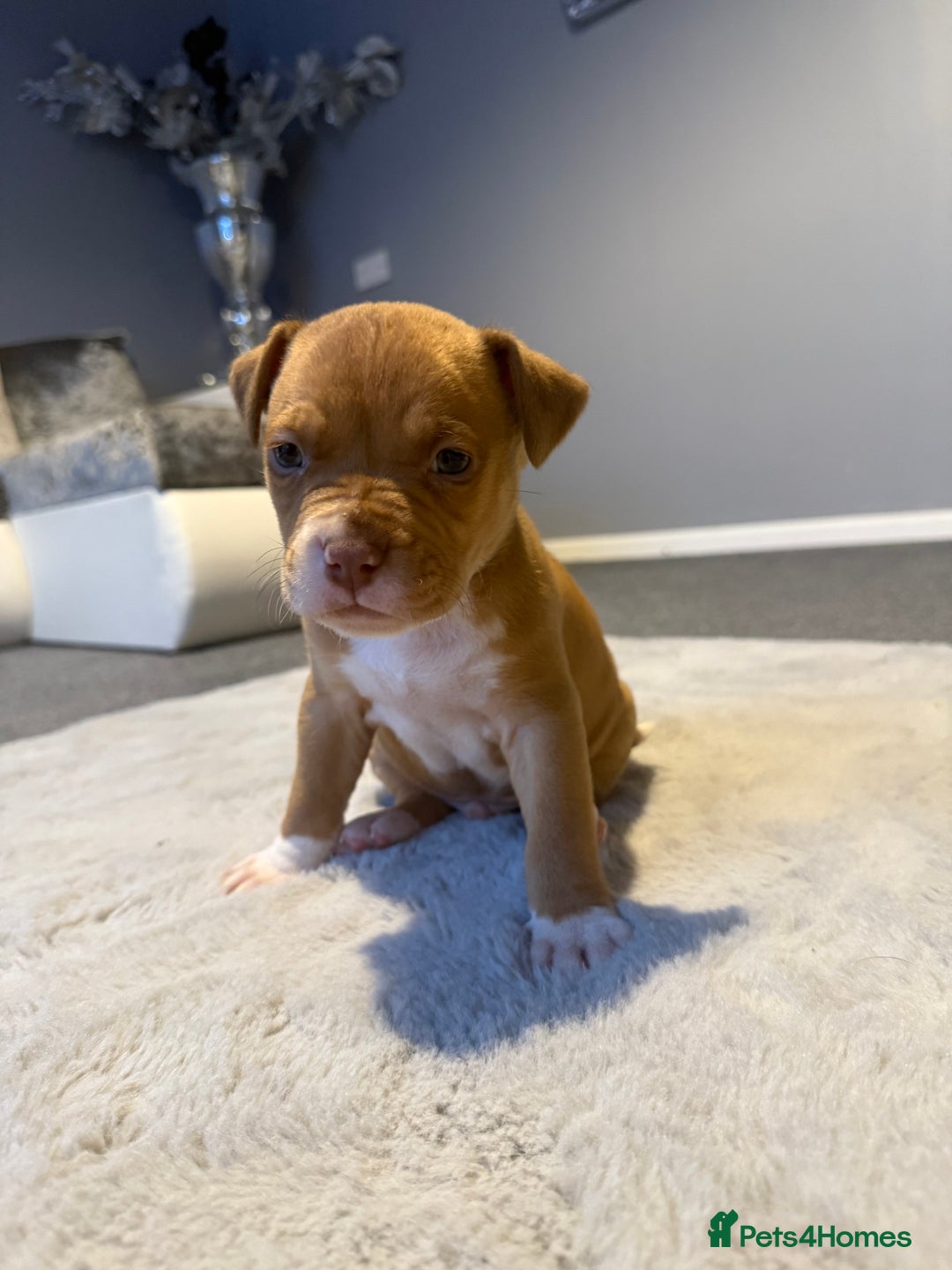 Cane Corso dogs for sale: CANE CORSO PUPPY CHAMPAGNE MERLE - Advert 2