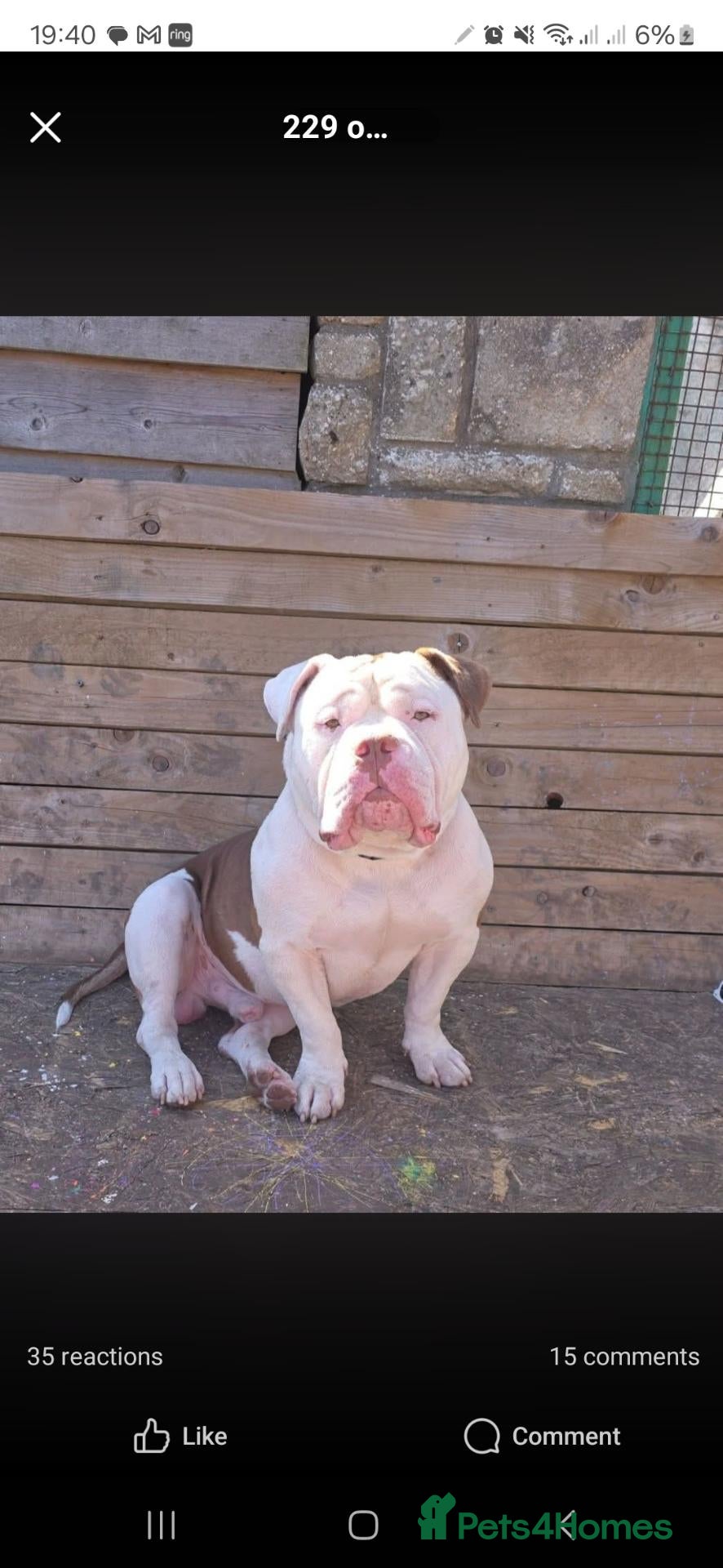 Mixed Breed dogs for sale: BEAUTIFUL  - Advert 2