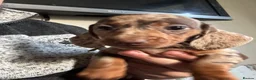 Miniature Dachshund dogs for sale: Miniature Dachshunds DNA tested in Alfreton - Advert 4
