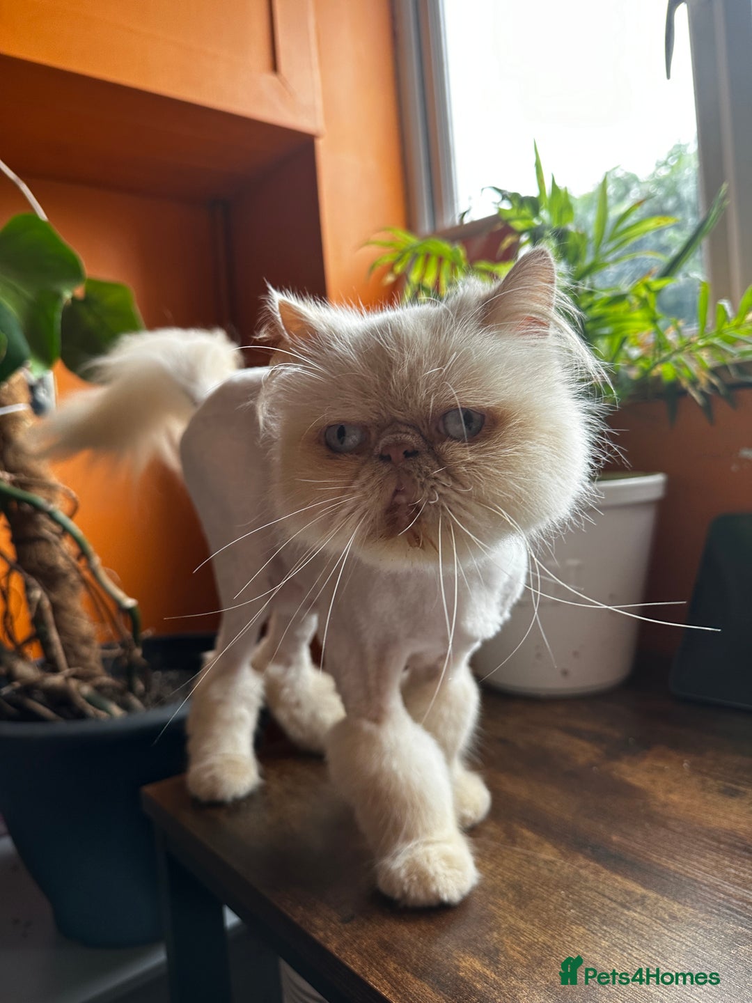 Persian cats for sale: Persian Cream Point Male  - Image 5
