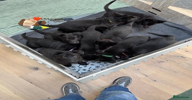 German Shepherd dogs Pure black german shepherd puppies ready to go now - Advert 15