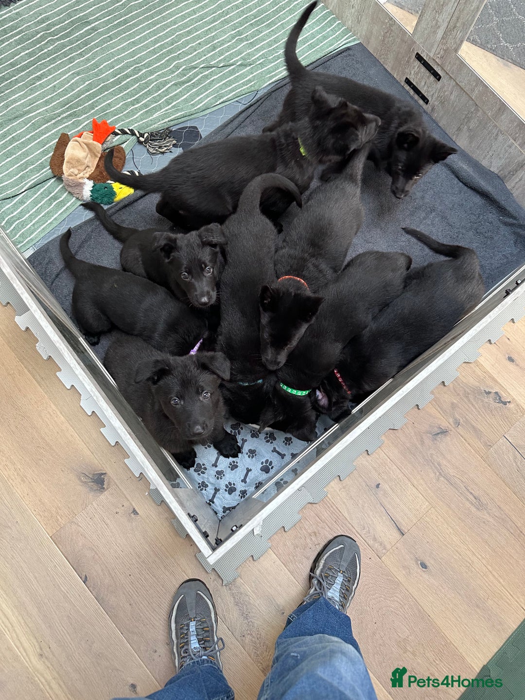 German Shepherd dogs for sale: Pure black german shepherd puppies - Image 3