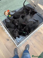 German Shepherd dogs Pure black german shepherd puppies ready to go now - Advert 1