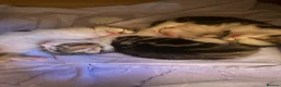 Mixed Breed cats for sale: Beautiful kittens looking for a loving homes  - Advert 15