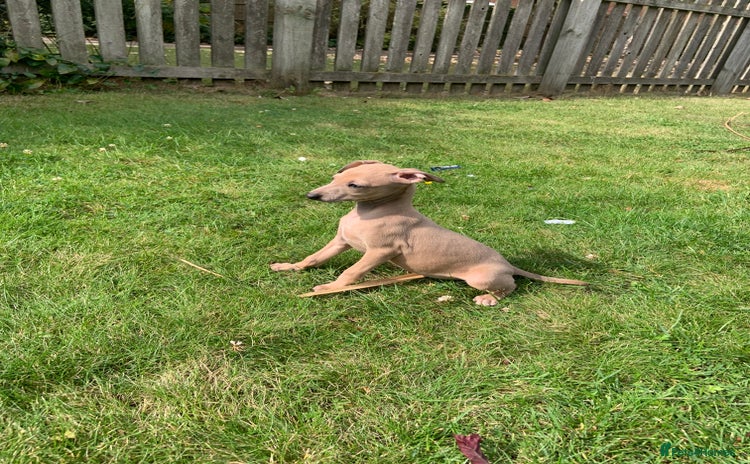 Italian Greyhound dogs - Advert 5