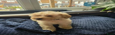 Cockapoo Puppy 4