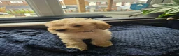 Cockapoo dogs for sale: cockapoo puppies  in Castleford - Advert 3