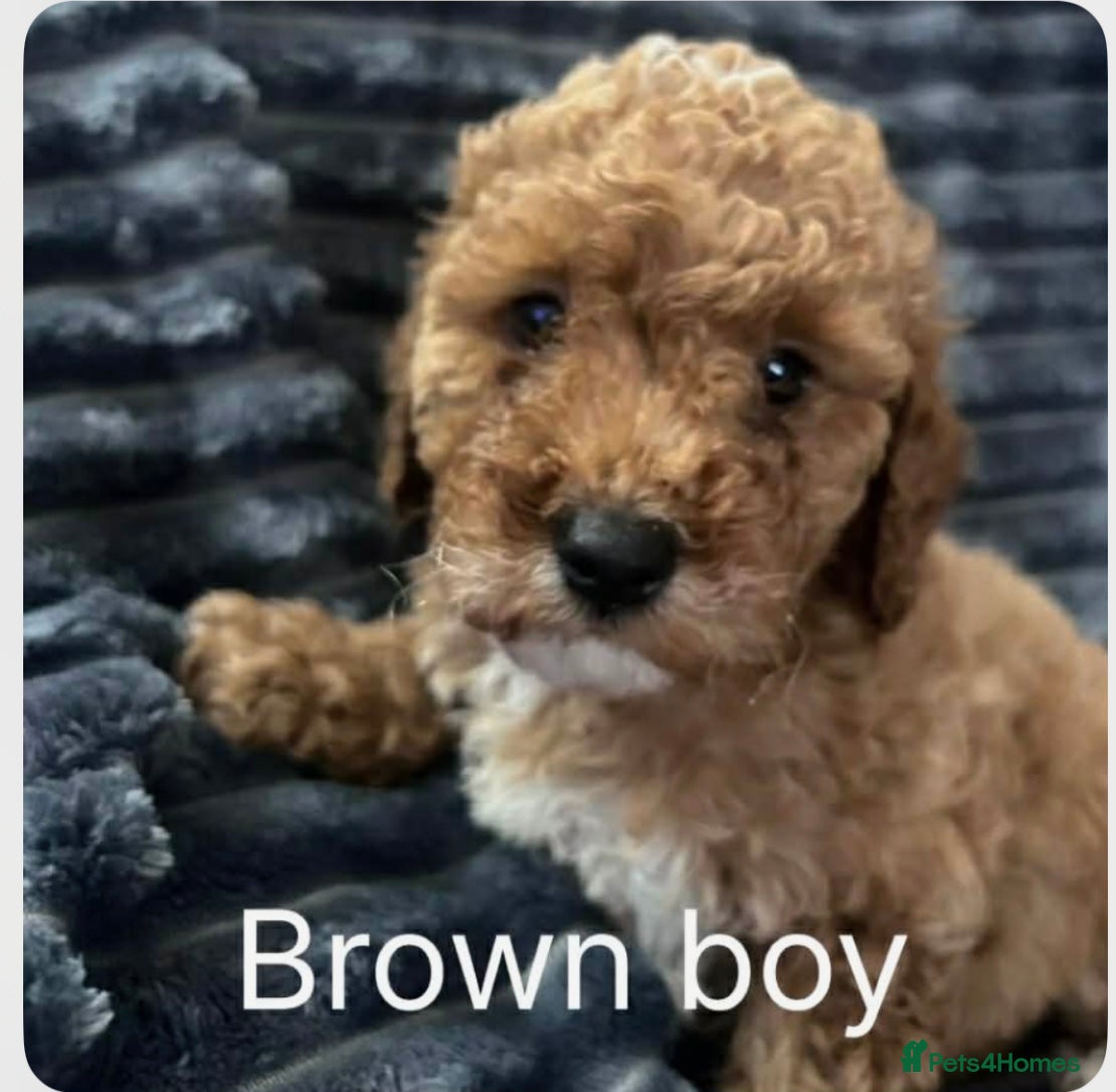 Maltipoo dogs Maltipoo Puppies  - Advert 2