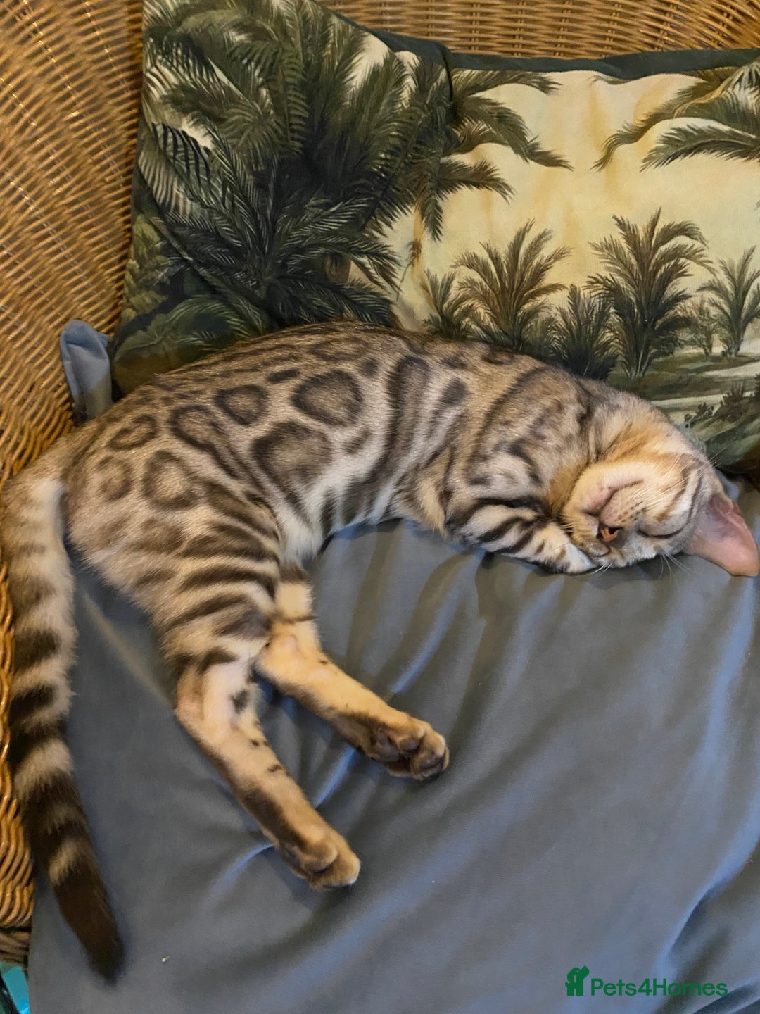 Bengal cats for sale: 7 months old silver Bengal - Image 3
