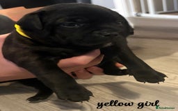 Staffordshire Bull Terrier dogs for sale: Floyd & Sky - Advert 6