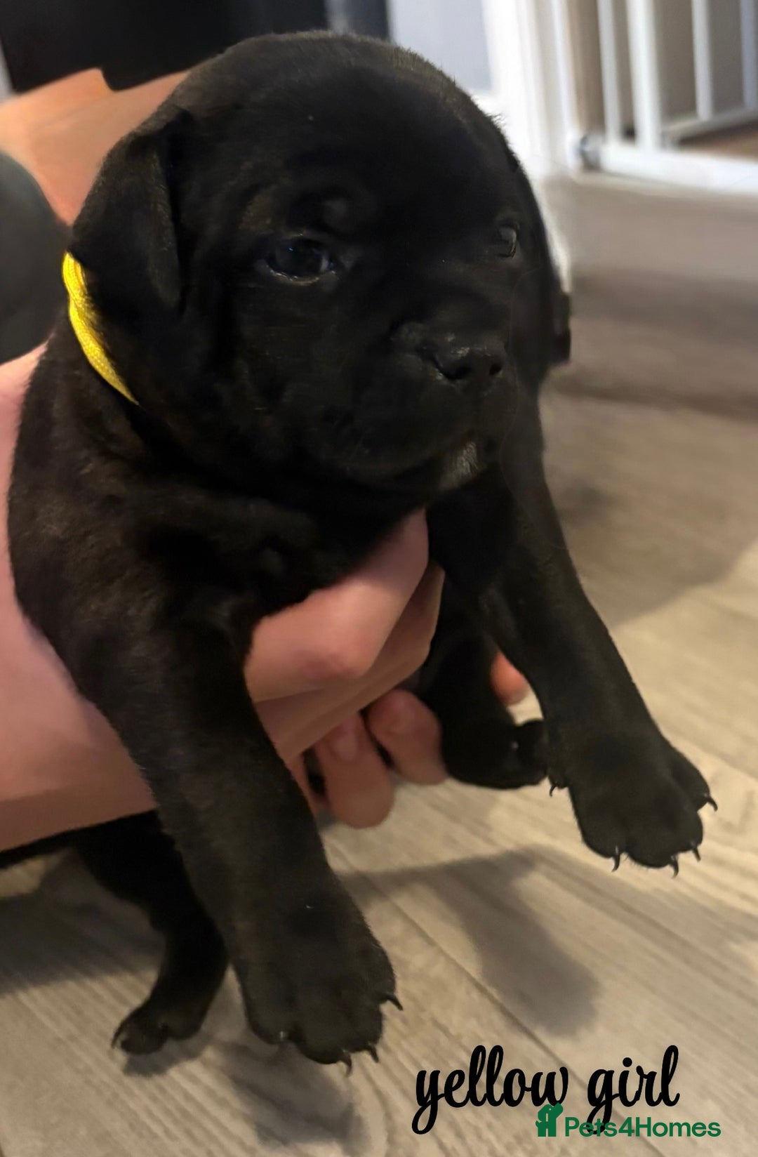 Staffordshire Bull Terrier dogs for sale: Floyd & Sky - Advert 6