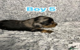 Dachshund dogs for sale: Long haired dachshunds - Image 10