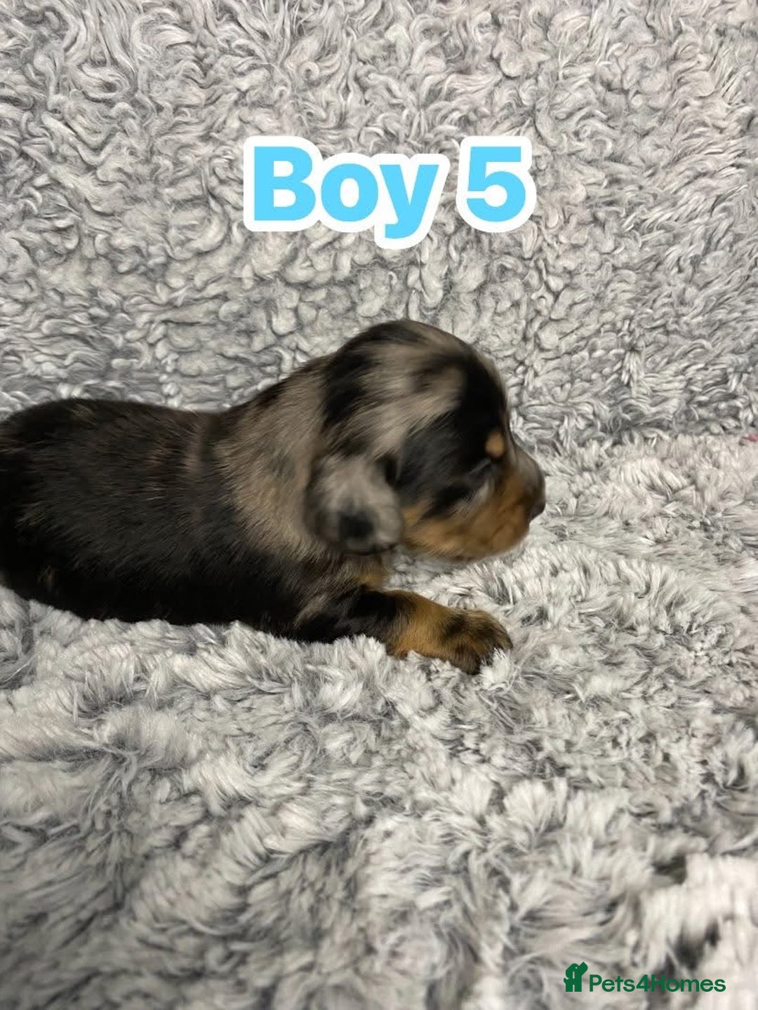 Dachshund dogs for sale: Long haired dachshunds - Image 10