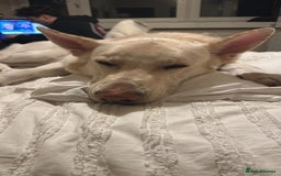 German Shepherd dogs for sale: 3 year old white male German shepherd  - Image 5