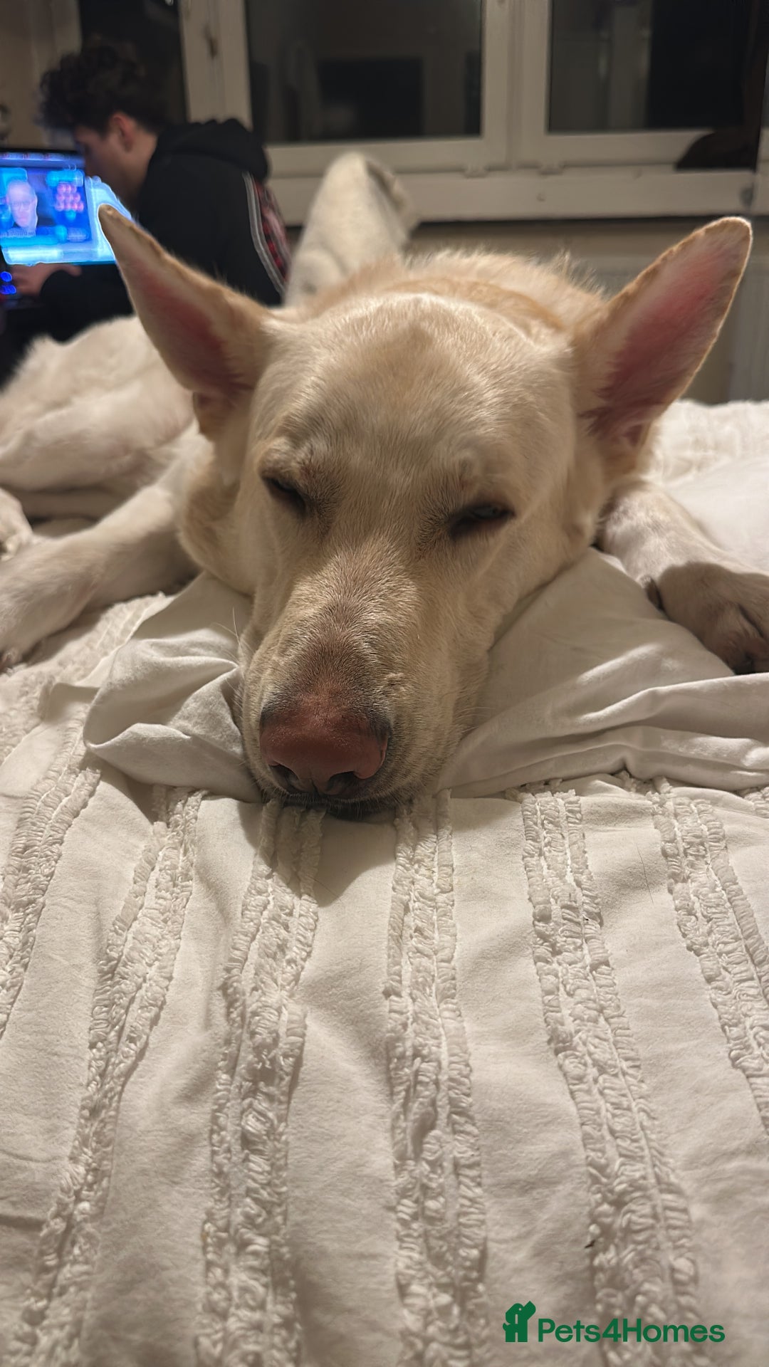 German Shepherd dogs for sale: 3 year old white male German shepherd  - Image 5