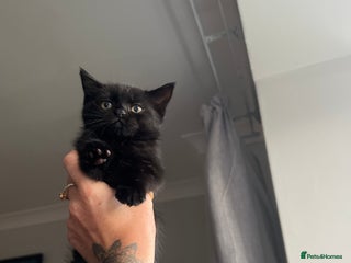 Toybob cats - Advert 3