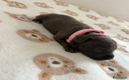 Staffordshire Bull Terrier dogs for sale: Beautiful puppies staffordshire bull terier 🥰 - Image 25