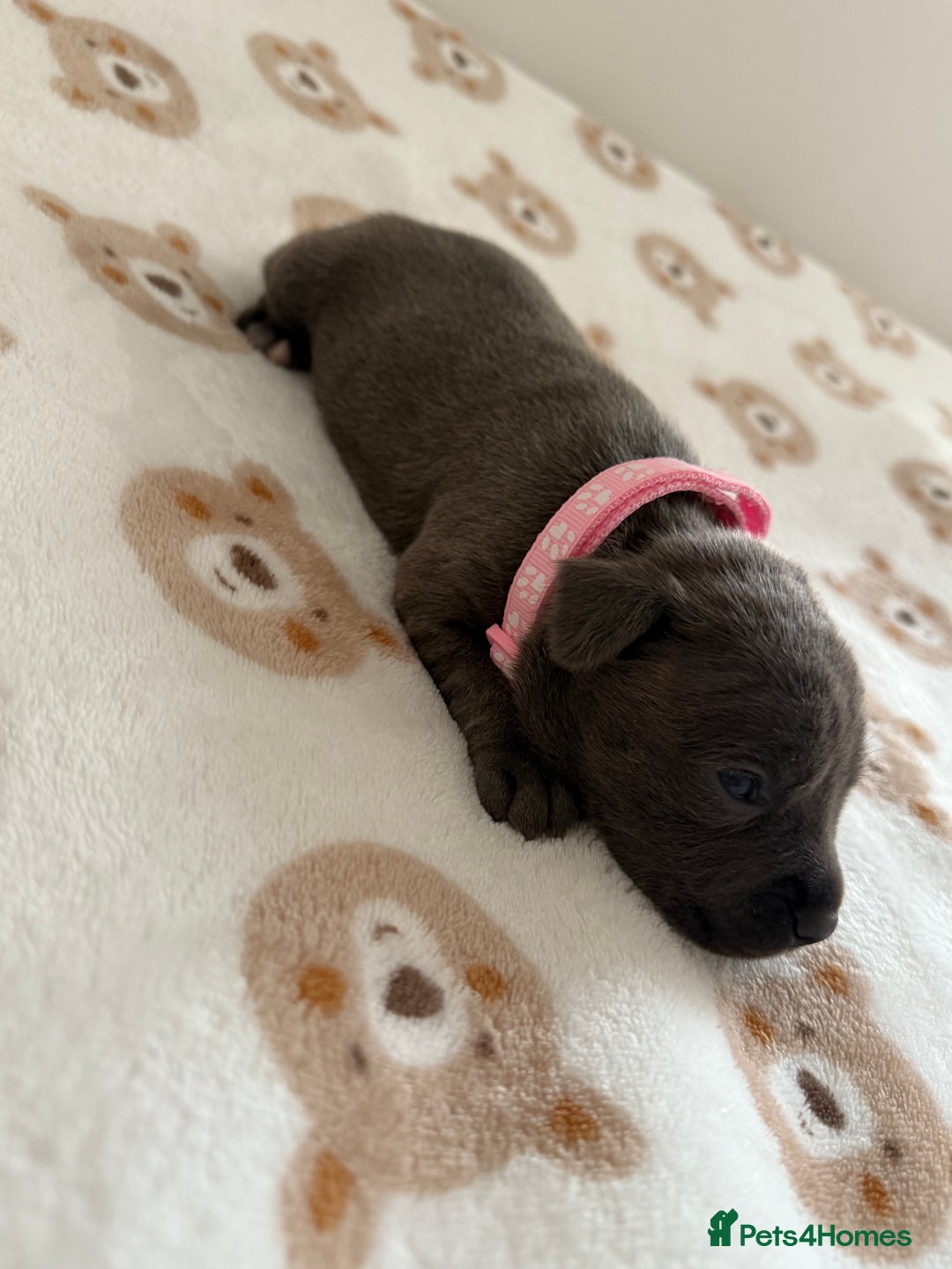 Staffordshire Bull Terrier dogs for sale: Beautiful puppies staffordshire bull terier 🥰 - Image 25