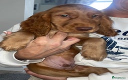 Cocker Spaniel dogs for sale: 1 Simply gorgeous Male Cocker Spaniel left 🐶⭐️🐶 - Image 20