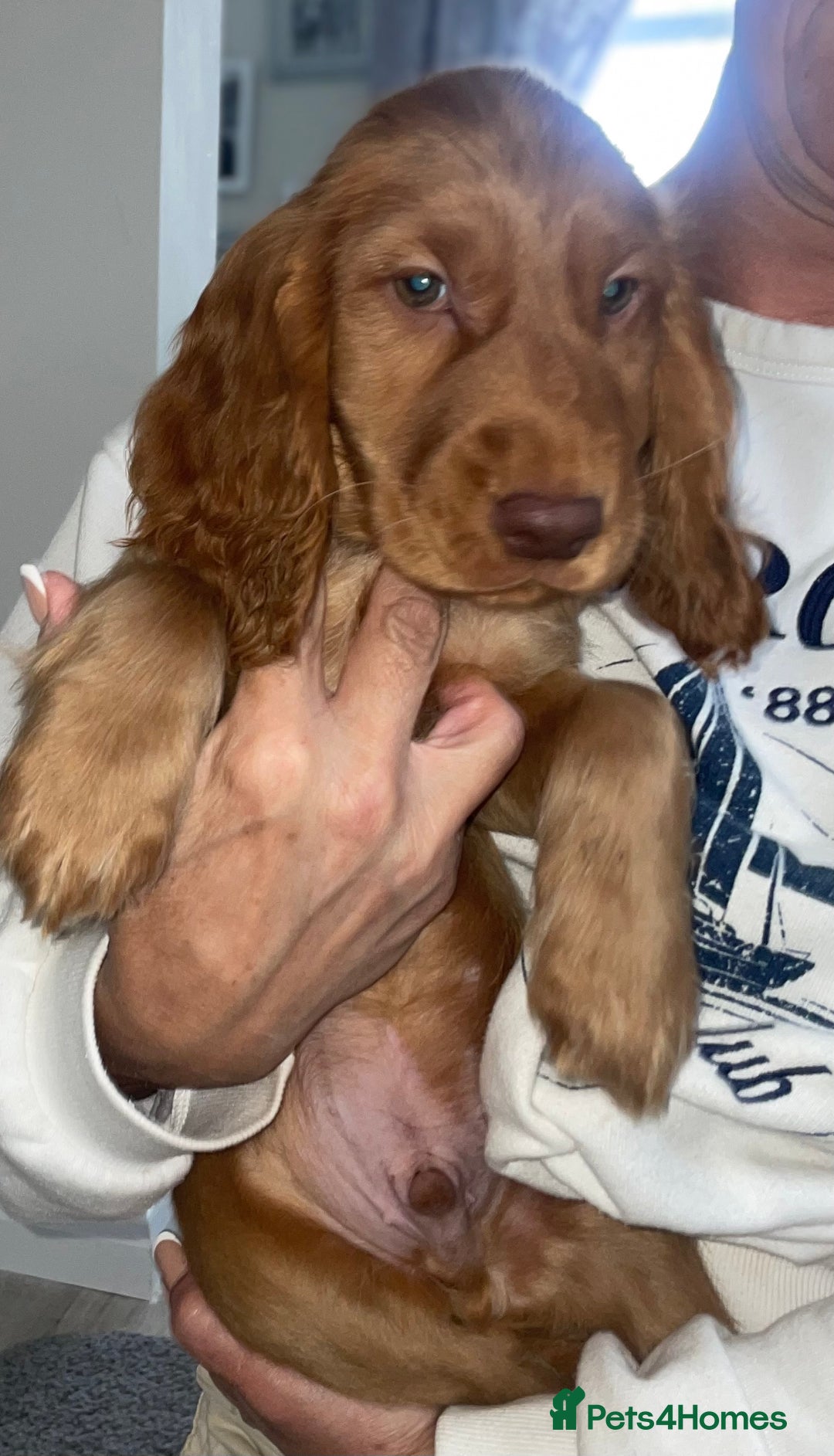 Cocker Spaniel dogs for sale: 1 Simply gorgeous Male Cocker Spaniel left 🐶⭐️🐶 - Image 20