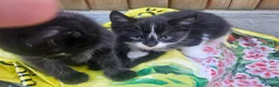 Mixed Breed cats for sale: 3 kittens  in Norwich - Advert 5