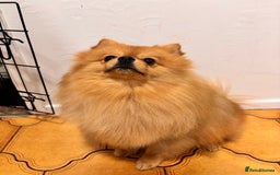 Pomeranian dogs for sale: 1 year old Pomeranian for sale  - Image 2