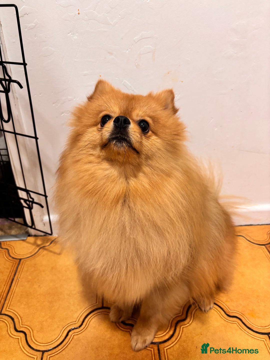 Pomeranian dogs for sale: 1 year old Pomeranian for sale  - Image 2