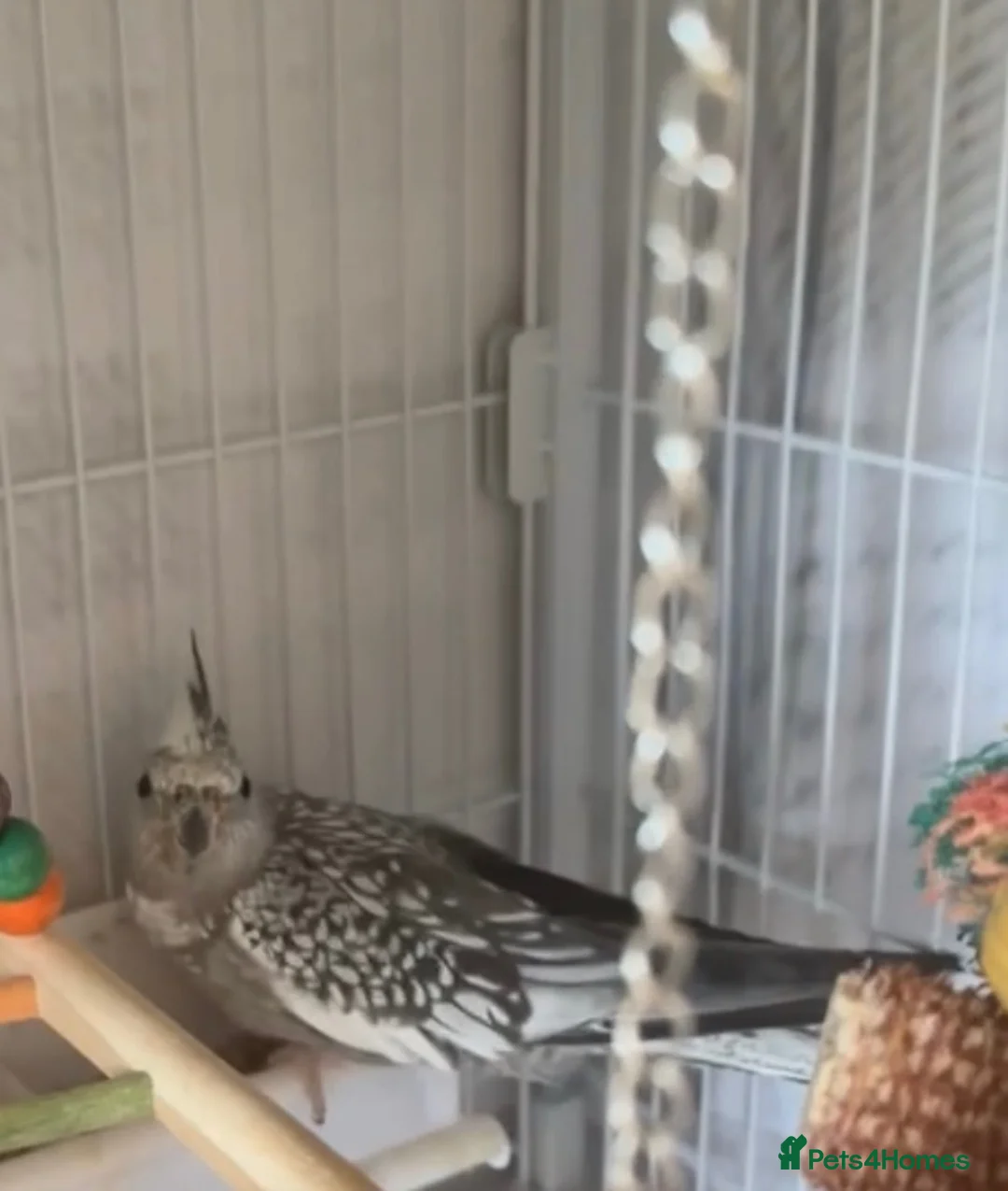 Cockatiels birds for sale: Two beautiful pearl faced cockatiels  - Advert 2