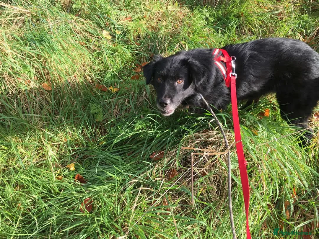 Mixed Breed dogs for adoption: Meet Hera, currently residing in Middlesex  in West Drayton - Advert 3