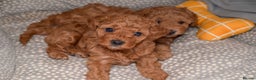 Poochon dogs for sale: Beautiful Red Poochon Puppies – Family Home Raised - Advert 7