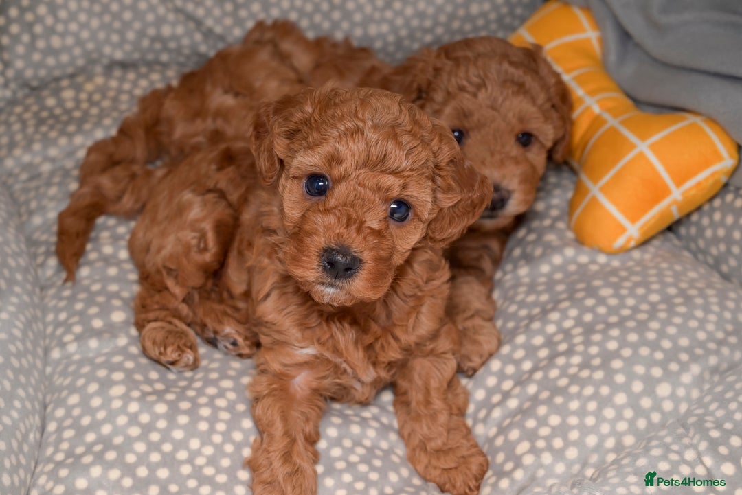 Poochon dogs for sale: Beautiful Red Poochon Puppies – Family Home Raised - Advert 7