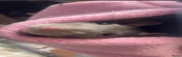 Rat rodents for sale: 2 FEMALE FANCY RATS - Advert 8