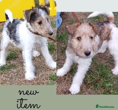 Fox Terrier dogs Wire haired fox terrier pups based in Kent - Advert 10