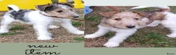 Fox Terrier dogs for sale: KC Wire haired fox terrier pups based in Kent - Advert 1