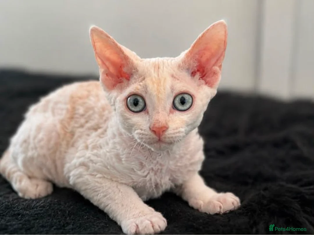 Devon Rex cats for sale: Gorgeous Devon Rex Kitten - Advert 2