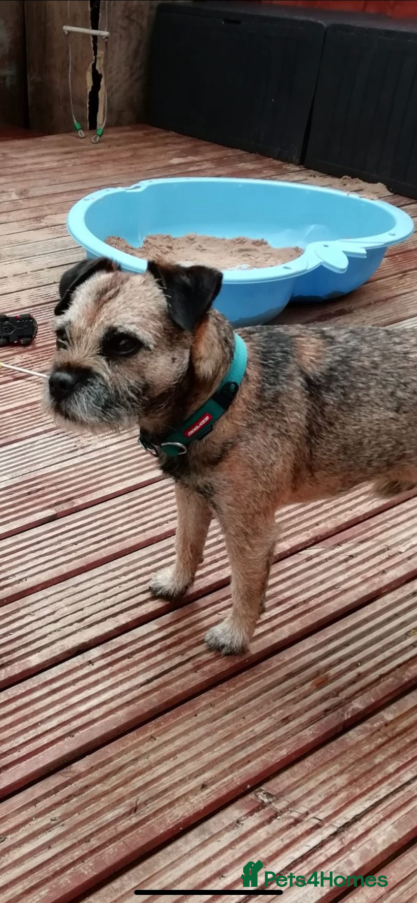 Border Terrier dogs Great studs  in Rochdale - Advert 5