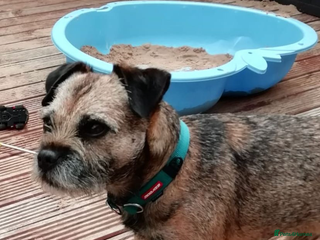 Border Terrier dogs Great studs in Rochdale - Advert 1