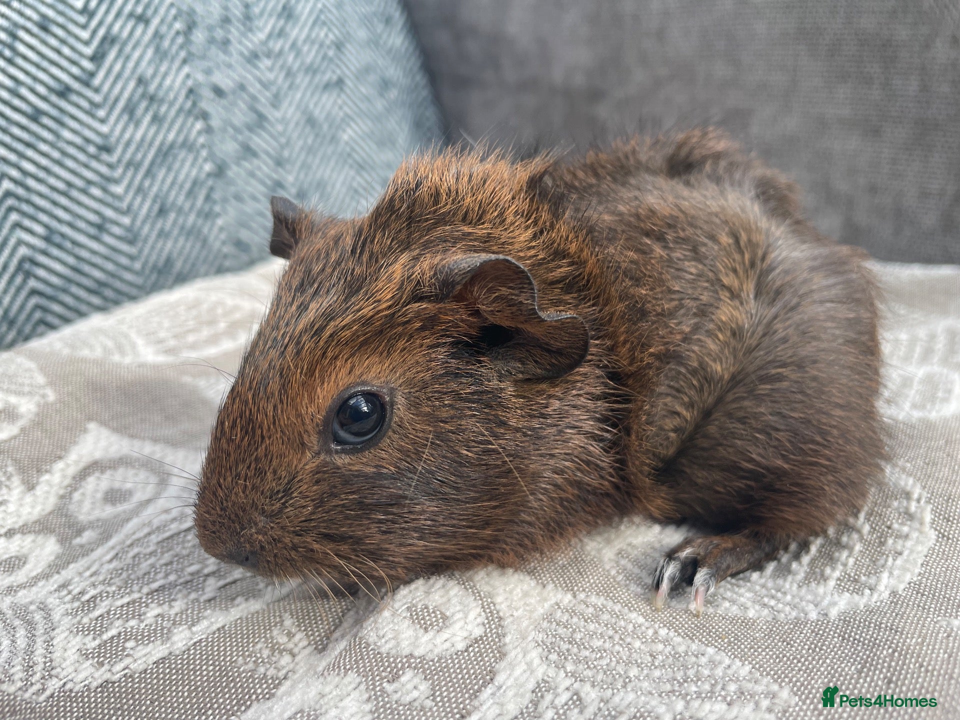 Guinea Pig rodents Gorgeous Female Guinea Pig - Advert 1