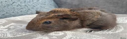 Guinea Pig rodents for sale: Gorgeous Female Guinea Pigs - Advert 3