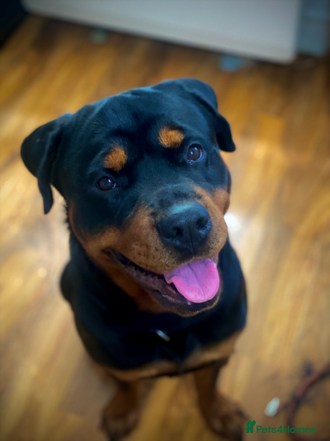 Rottweiler dogs for stud: Rottweiler for Stud in Camberley - Advert 2