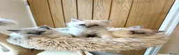 Ragdoll cats for sale: Beautiful Pure-bred Ragdoll Kittens  - Advert 15
