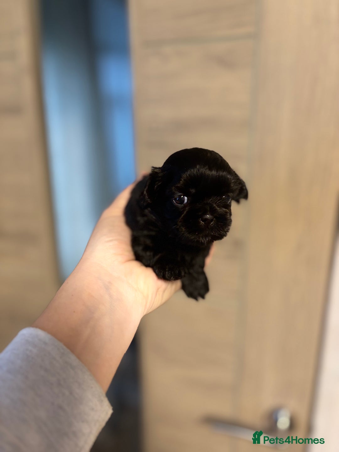 Shih Tzu dogs for sale: 💖 Imperial Shih Tzu Puppies 2 boys and 2 girls - Advert 9