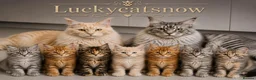 Maine Coon cats for sale: Main Coon 🐈 kittens already now  - Advert 3