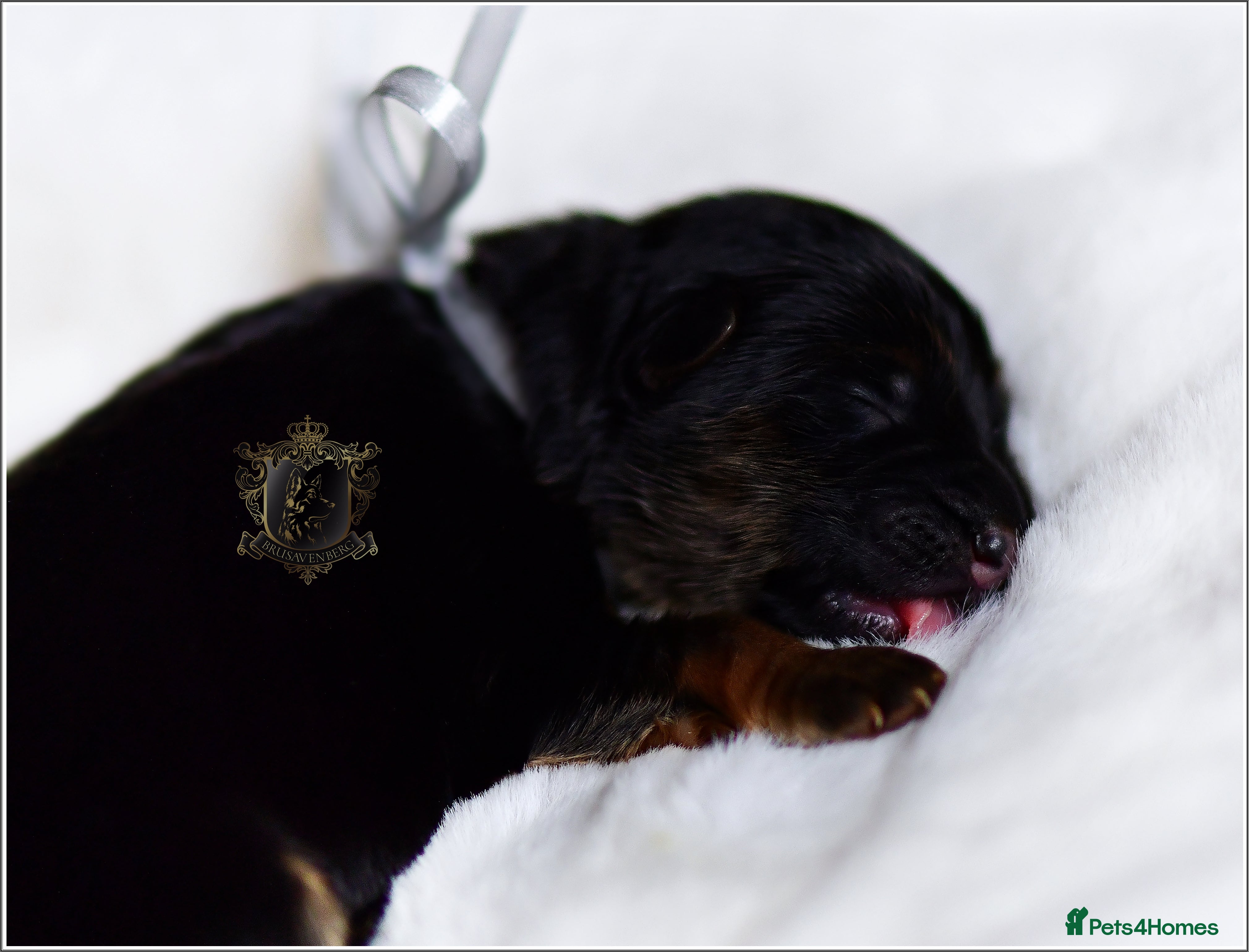 German Shepherd dogs ARRIVED!!! :))) LONGHAIRED SHOW TYPE GSD PUPPIES - Advert 1