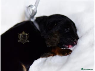 German Shepherd dogs ARRIVED!!! :))) LONGHAIRED SHOW TYPE GSD PUPPIES - Advert 3